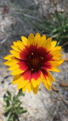 Gaillardia × grandiflora