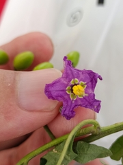 Solanum septemlobum