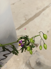 Solanum septemlobum