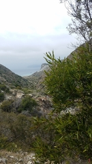 Lyonothamnus floribundus floribundus