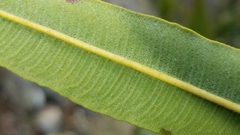 Lyonothamnus floribundus floribundus