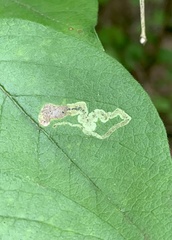 Aulagromyza cornigera