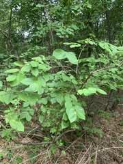 Aulagromyza cornigera