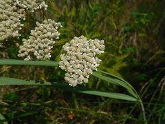 Achillea nobilis