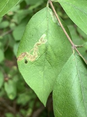 Aulagromyza cornigera