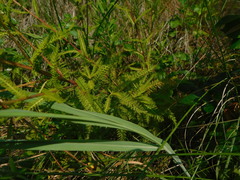 Achillea nobilis