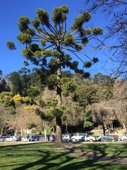 Araucaria angustifolia