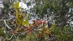 Lyonothamnus floribundus floribundus