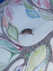 Arcitalitrus sylvaticus