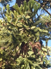 Araucaria angustifolia