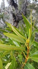 Lyonothamnus floribundus floribundus