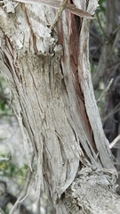 Lyonothamnus floribundus floribundus