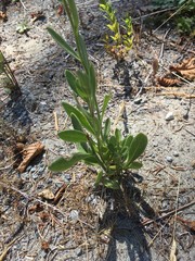 Gaillardia × grandiflora
