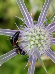 Hylaeus ornatus
