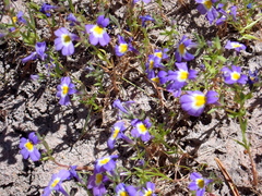 Porterella carnosula