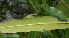 Lyonothamnus floribundus floribundus