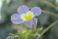 Porterella carnosula