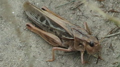 Pardalophora apiculata