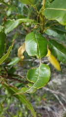 Lyonothamnus floribundus floribundus