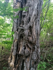 Cenostigma eriostachys