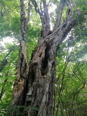 Cenostigma eriostachys