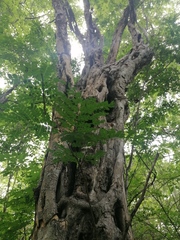 Cenostigma eriostachys