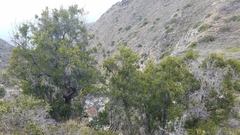 Lyonothamnus floribundus floribundus