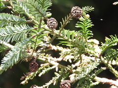 Sequoia sempervirens