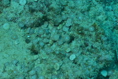 Amphisorus hemprichii