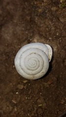 Micrarionta rufocincta