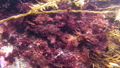 Melanthalia abscissa