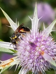 Hylaeus ornatus