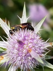 Hylaeus ornatus