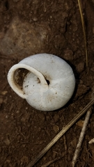 Micrarionta rufocincta