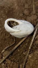 Micrarionta rufocincta