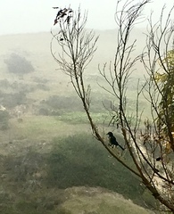 Aphelocoma insularis