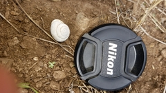 Micrarionta rufocincta