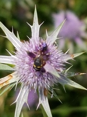Hylaeus ornatus