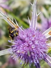 Hylaeus ornatus