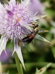 Hylaeus ornatus