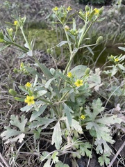 Ranunculus plebeius