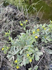 Ranunculus plebeius