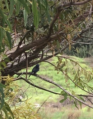 Aphelocoma insularis