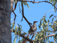 Philemon buceroides yorki