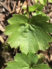 Heuchera glabra