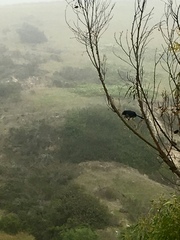 Aphelocoma insularis