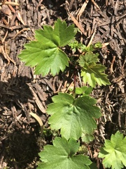 Heuchera glabra