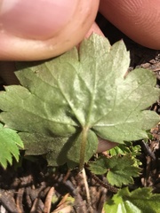 Heuchera glabra
