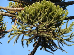 Araucaria angustifolia