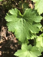 Heuchera glabra